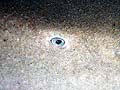 Eye of a Nurse Shark