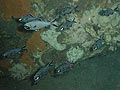 Zweiflossen-Blitzlichtfisch Anomalops katoptron